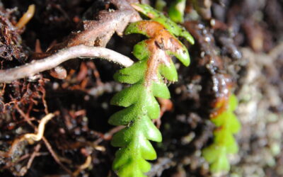 Ceradenia discolor