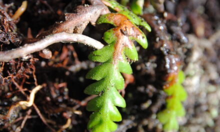 Ceradenia discolor