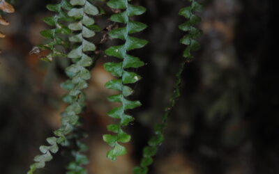 Alansmia elastica