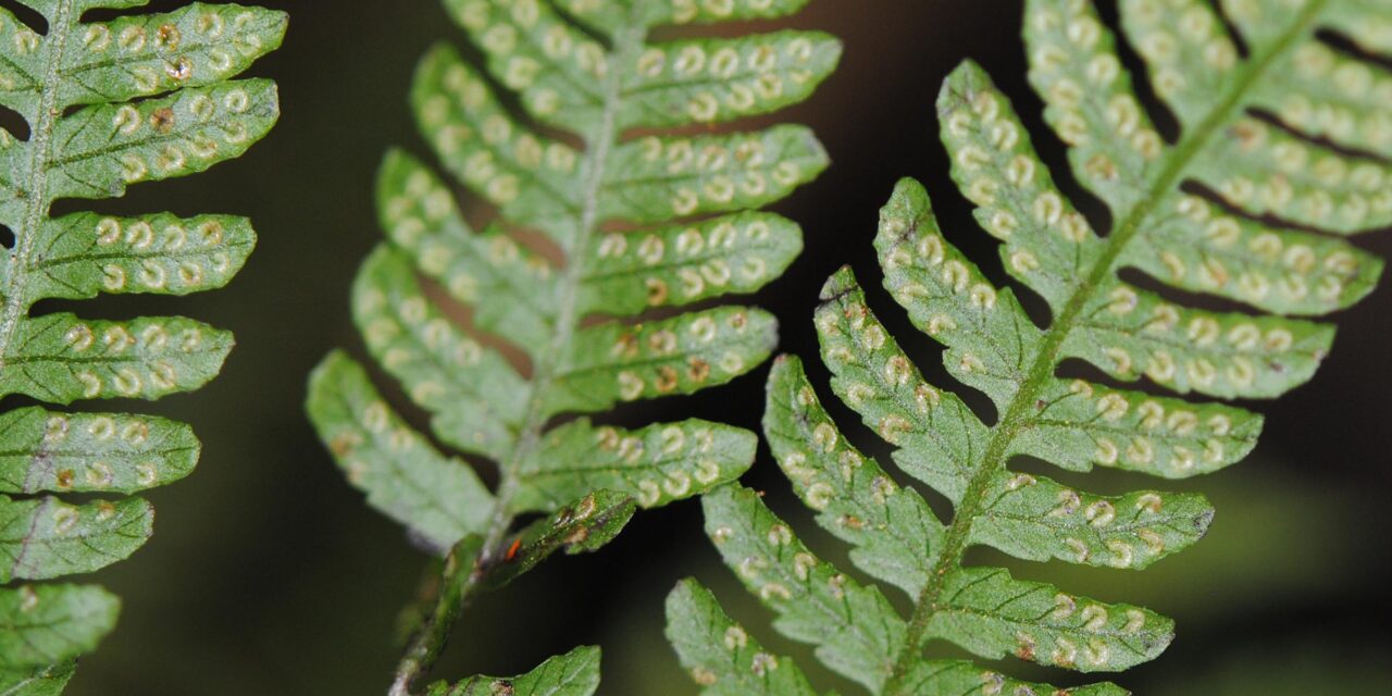 Coryphopteris pubirhachis var. major