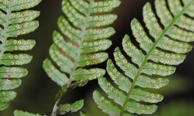 Coryphopteris pubirhachis var. major