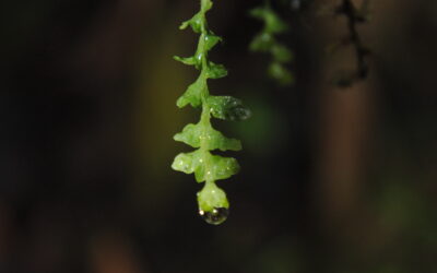 Lellingeria phlegmaria