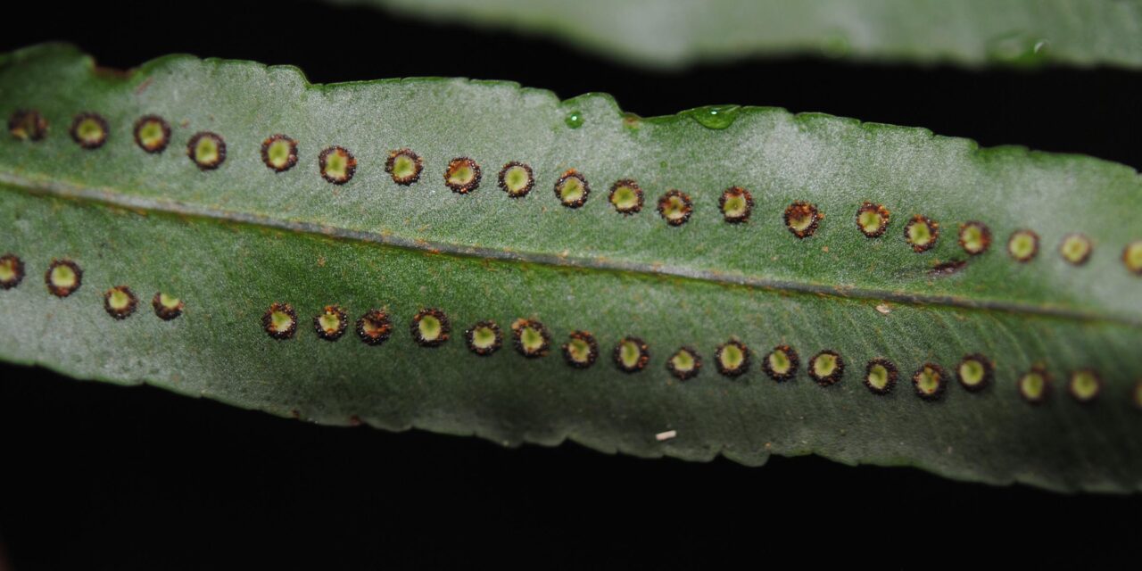 Nephrolepis bisserata