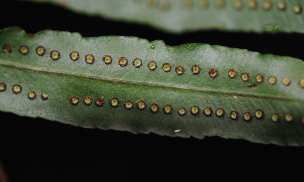 Nephrolepis bisserata