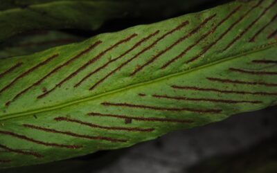 Loxogramme scolopendrioides