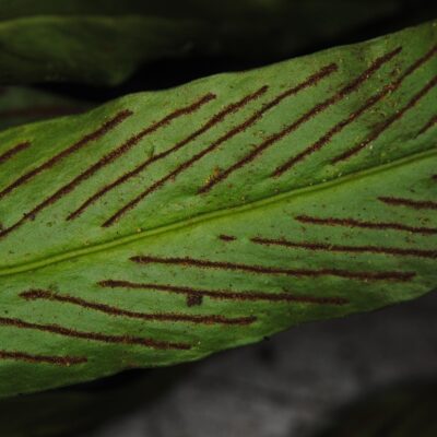 DSC_0632 (Loxogramme scolopendrioides)