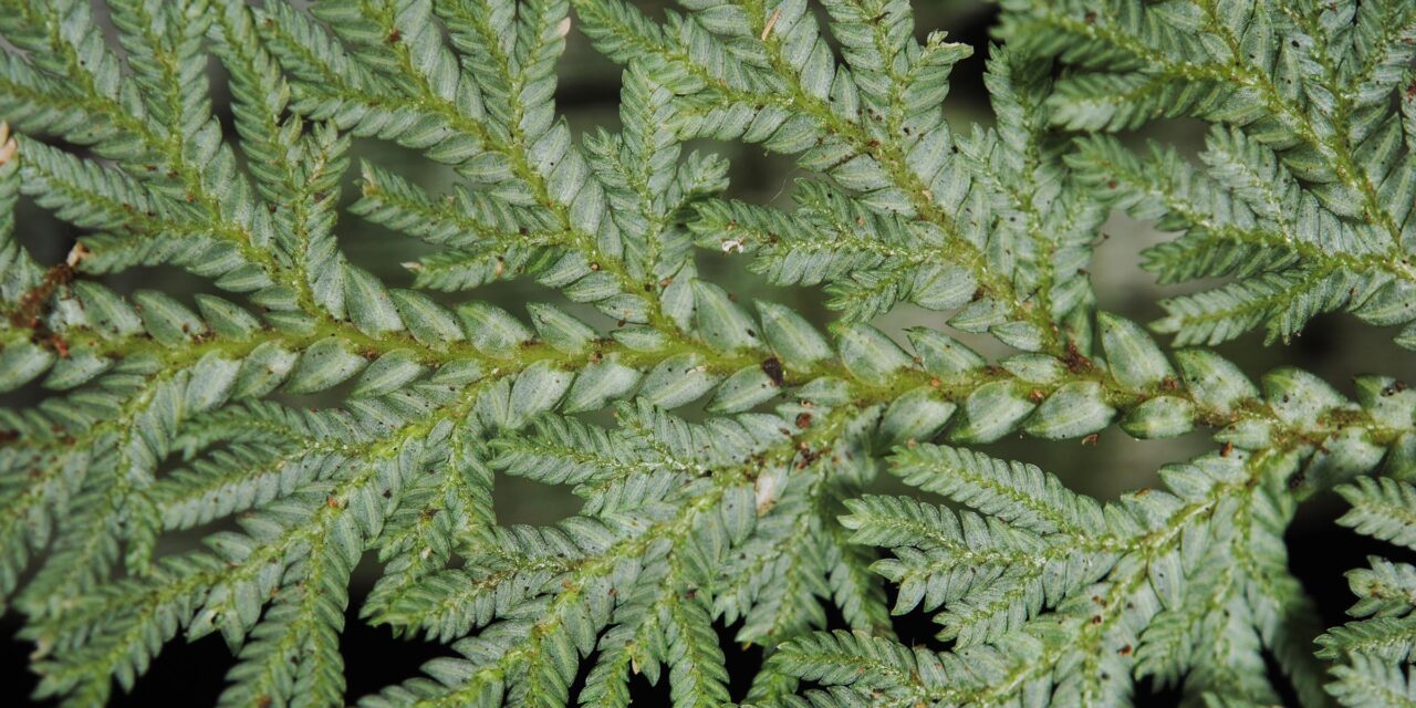 Selaginella leveriana