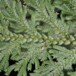 Selaginella leveriana