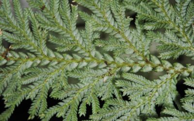 Selaginella leveriana