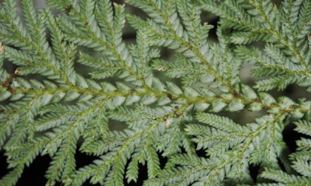 Selaginella leveriana