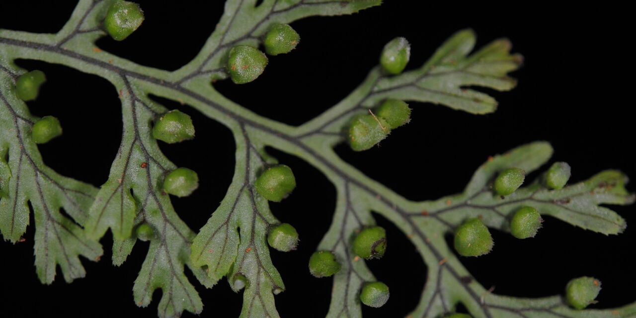 Hymenophyllum fucoides