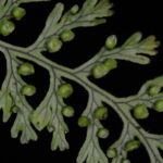 Hymenophyllum fucoides