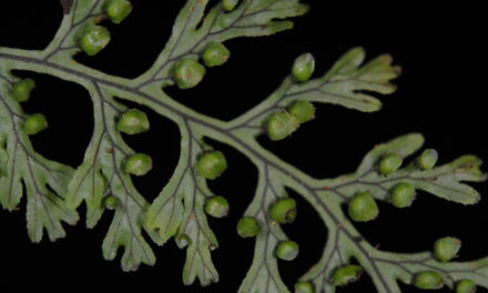 Hymenophyllum fucoides