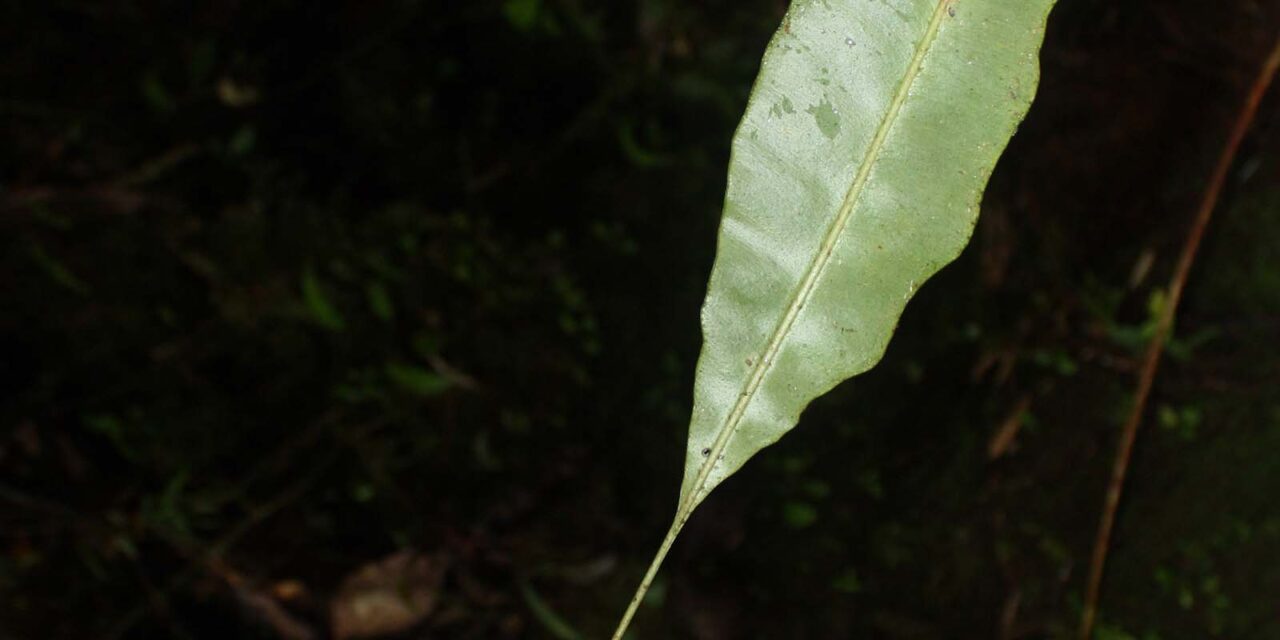 Elaphoglossum hoffmannii