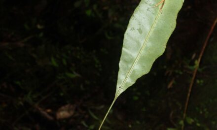 Elaphoglossum hoffmannii