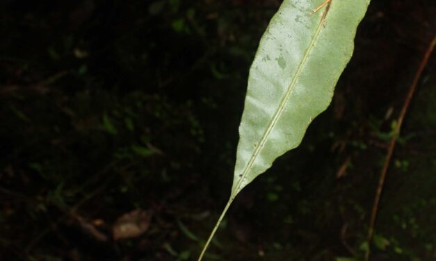 Elaphoglossum hoffmannii