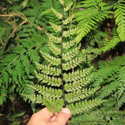 Asplenium uniseriale Raddi (Asplenium uniseriale)