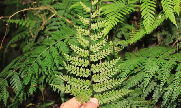 Asplenium uniseriale