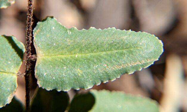 Pellaea atropurpurea