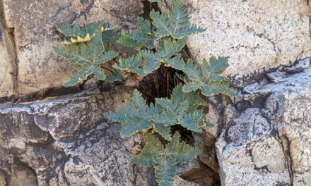 Notholaena standleyi