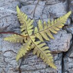 Star Cloak Fern – Notholaena standleyi – Pteridaceae – Saguaro National Park West – King Canyon Wash (2) (Notholaena standleyi)