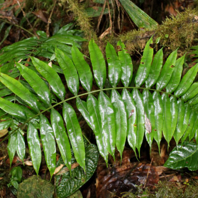 IMG_0046 (Lomaridium acutum)