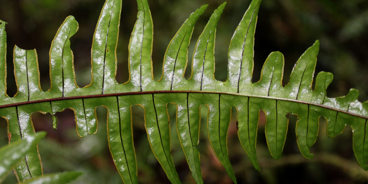 Pteris cf livida