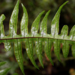 Pteris cf livida