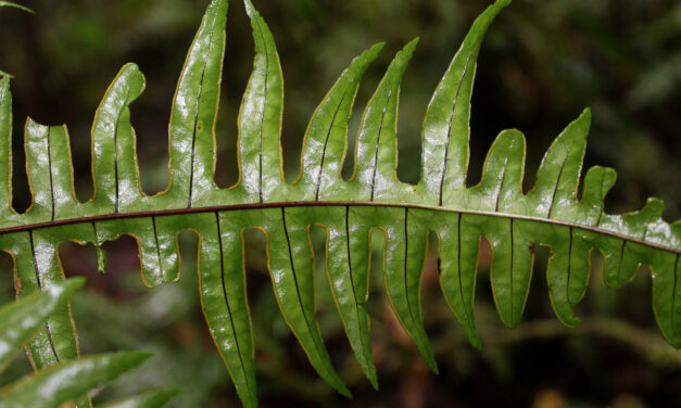 Pteris cf livida