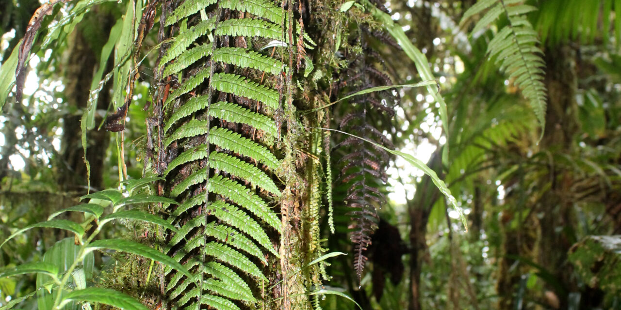 Dennstaedtia kalbreyeri