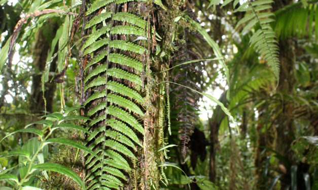 Dennstaedtia kalbreyeri