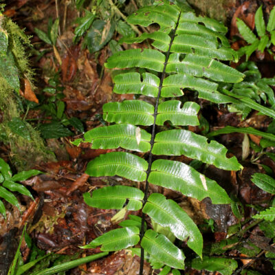 IMG_0078 (Diplazium palmense)