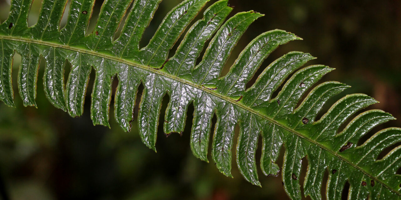 Pteris speciosa