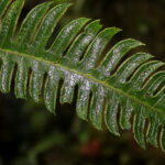 Pteris speciosa