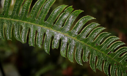 Pteris speciosa