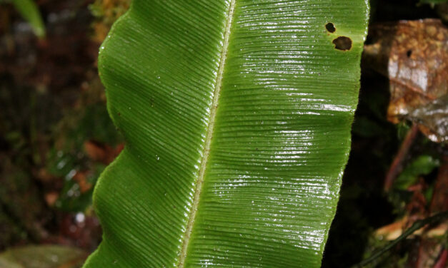 Elaphoglossum bakeri