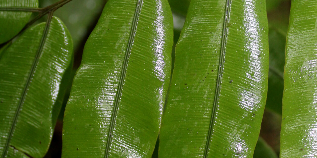 Salpichlaena volubilis subsp. thalassica