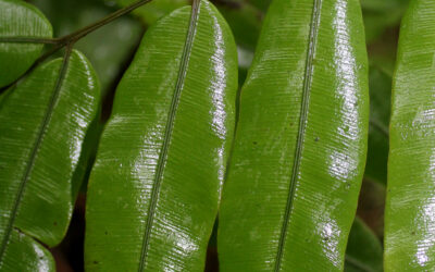 Salpichlaena volubilis subsp. thalassica