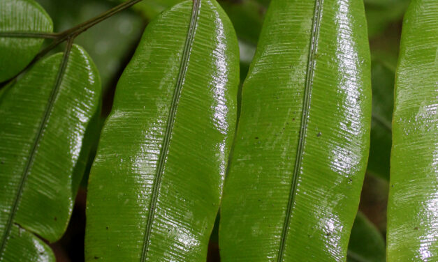 Salpichlaena volubilis subsp. thalassica