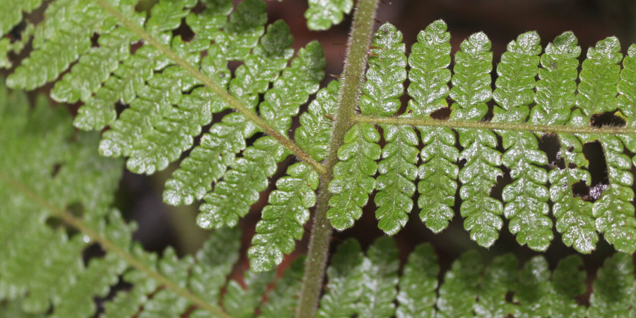 Megalastrum andicola