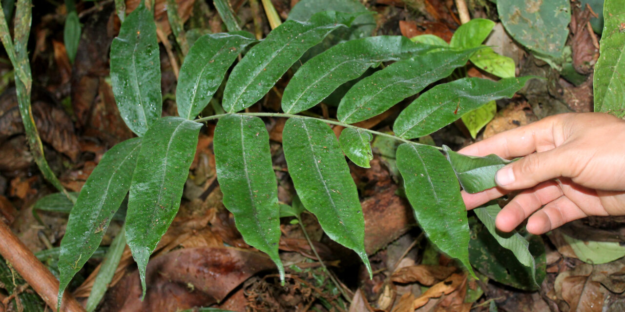 Serpocaulon adnatum