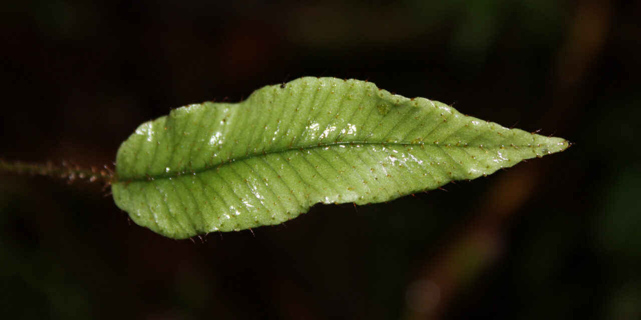 Elaphoglossum lloense