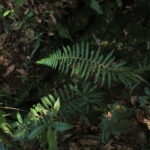 Polystichum mexiae