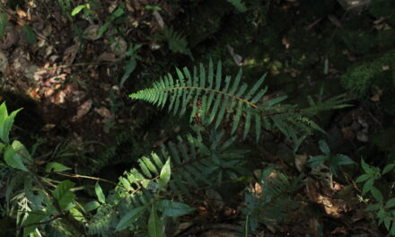 Polystichum mexiae