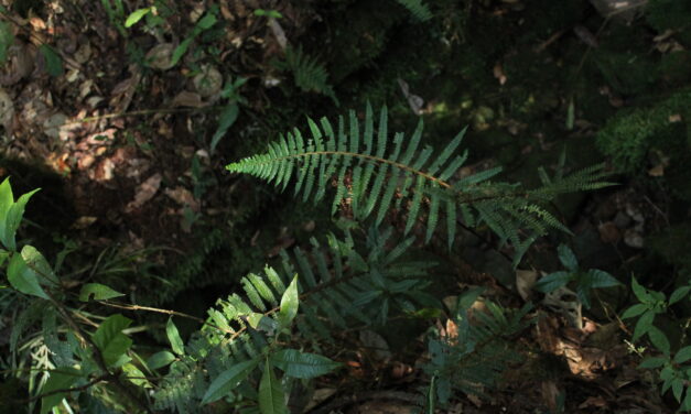 Polystichum mexiae