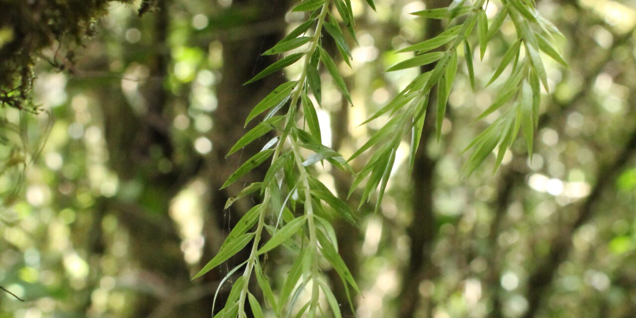 Phlegmariurus linifolius var. planifolius