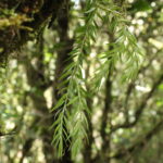 Phlegmariurus linifolius var. planifolius