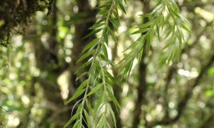 Phlegmariurus linifolius var. planifolius