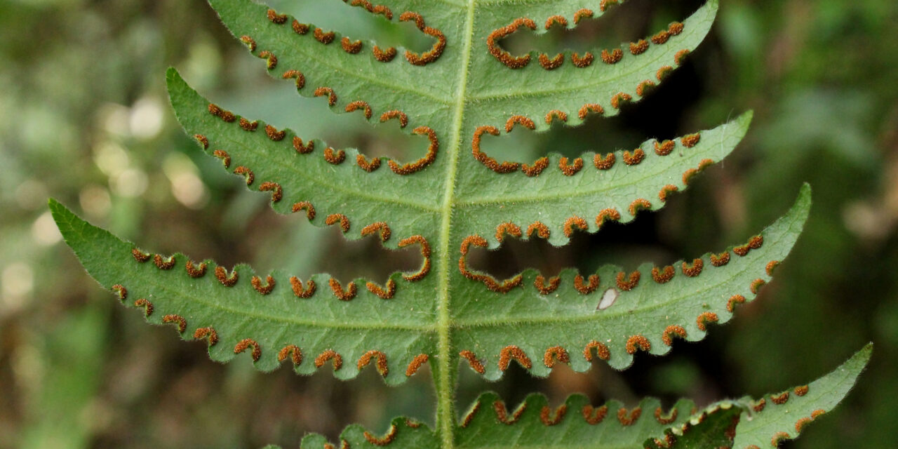 Blotiella lindeniana