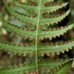 Blotiella lindeniana